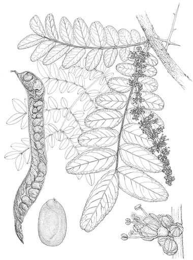 Gleditsia caspica